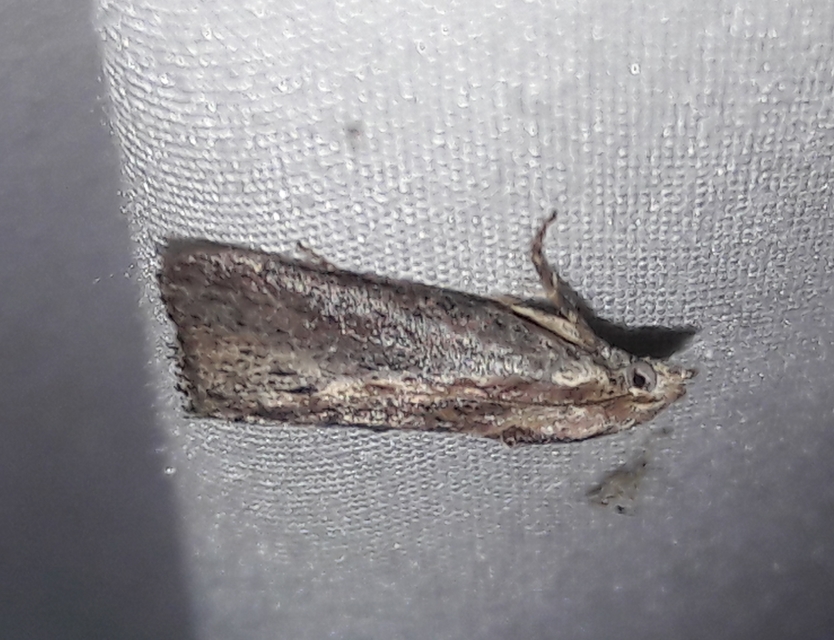 Galleria mellonella - nagy viaszmoly