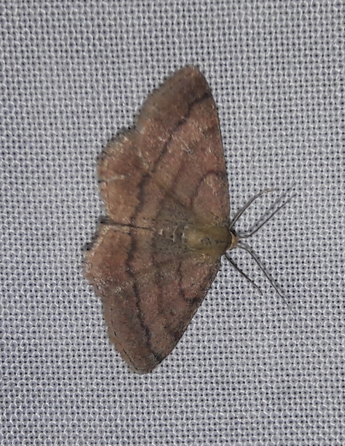 Scopula rubiginata - réti pirosaraszoló
