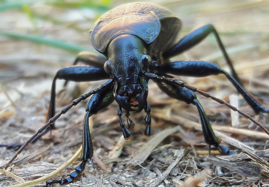 Carabus coriaceus - bőrfutrinka Carabus coriaceus - bőrfutrinka