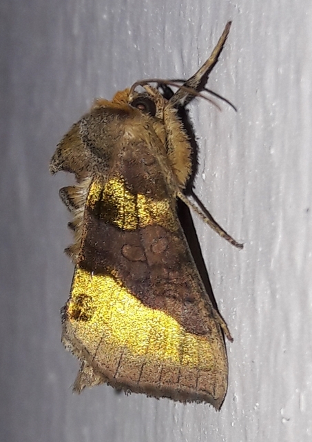 Diachrysia chrysitis - aranybagoly