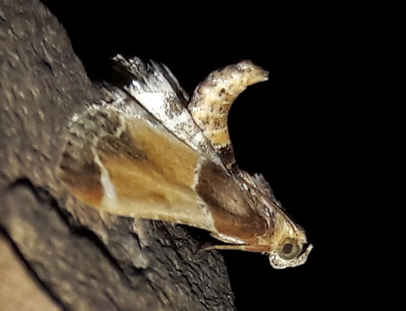 Pyralis farinalis - lisztilonca