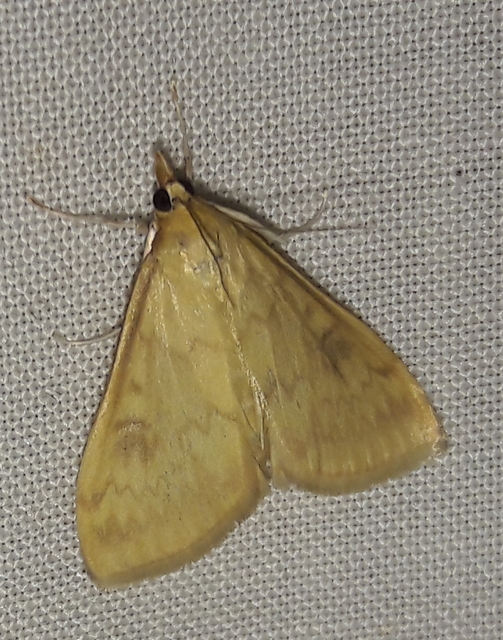 Ostrinia nubilalis - kukoricamoly