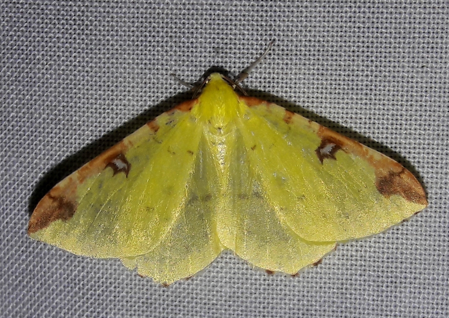 Opisthograptis luteolata - citromsárga araszoló