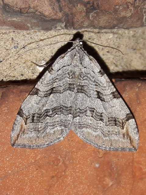 Aplocera