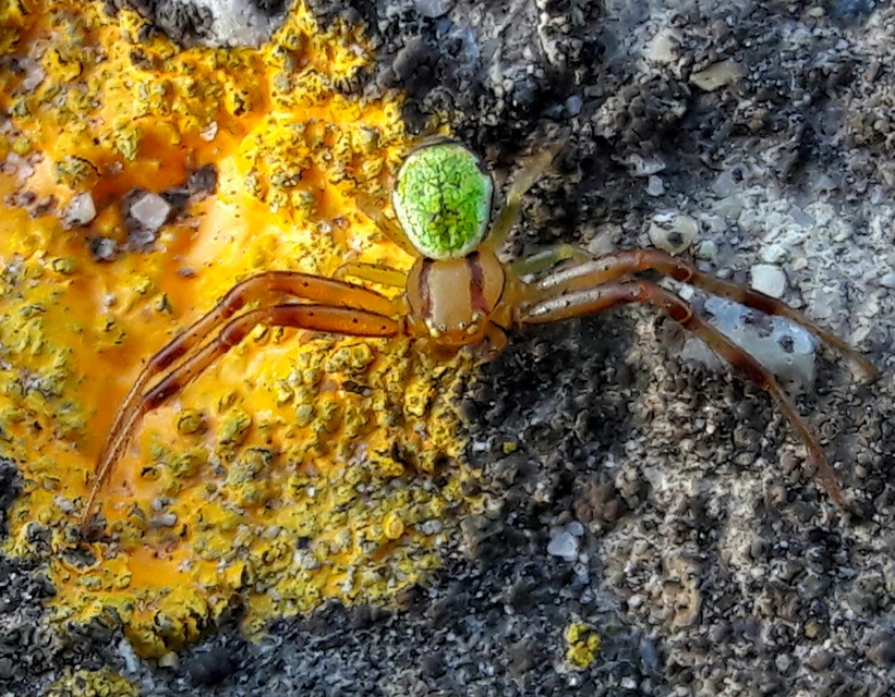 Ebrechtella tricuspidata - alakoskodó karolópók