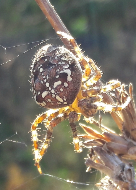 Araneus diadematus - koronás keresztespók