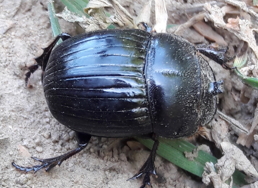Copris lunaris - közönséges holdszarvú-ganéjtúró