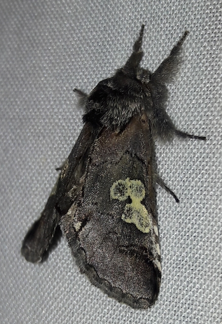 Diloba caeruleocephala - őszi kékesbagoly