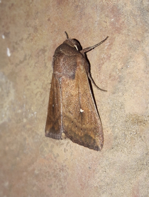 Mythimna albipuncta - fehérpettyes rétibagoly