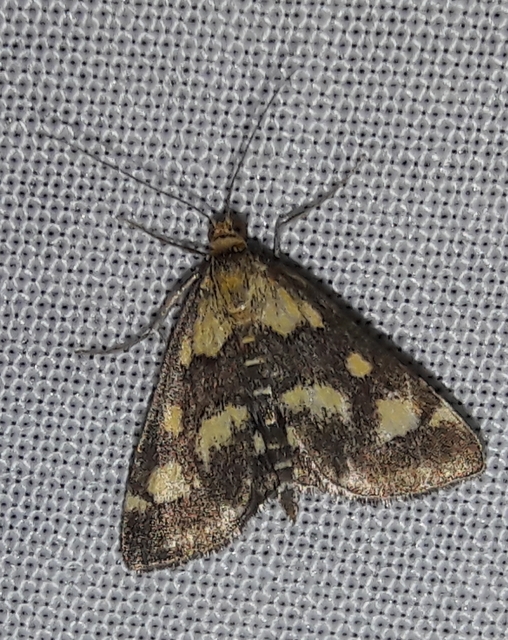 Pyrausta purpuralis - közönséges bíbormoly