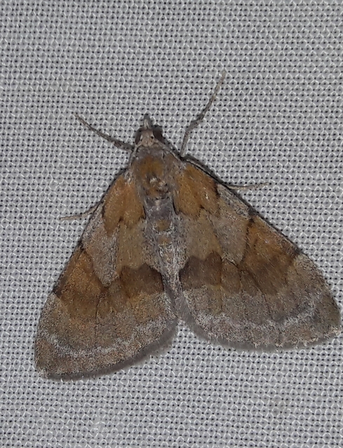 Pennithera firmata - sárgásvörös fenyőaraszoló