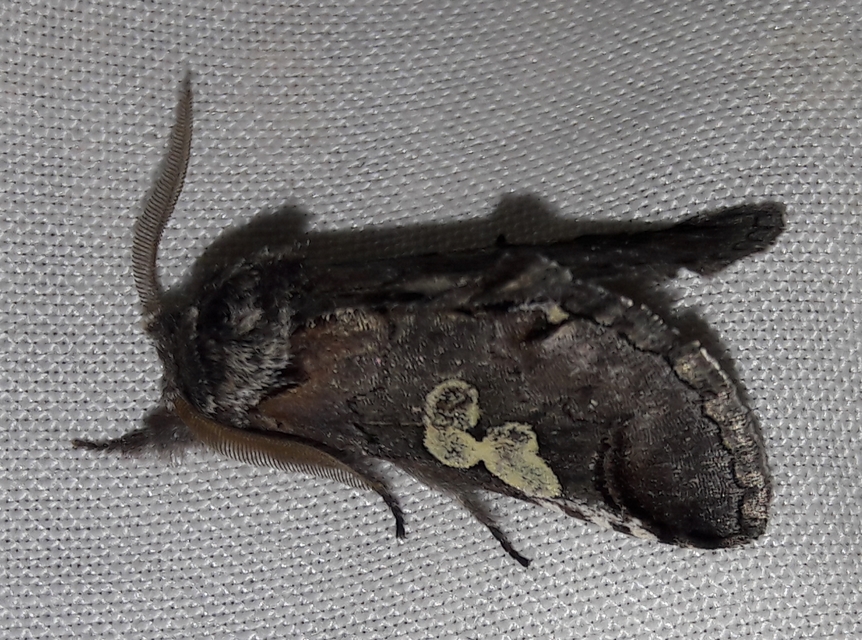 Diloba caeruleocephala - őszi kékesbagoly