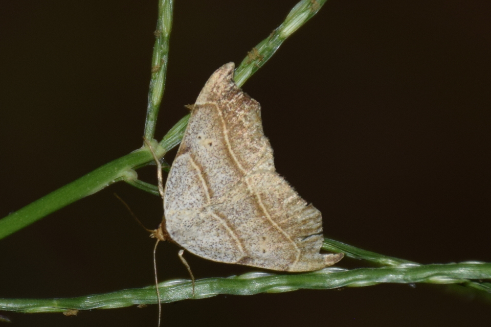 Laspeyria flexula - zuzmóbagoly