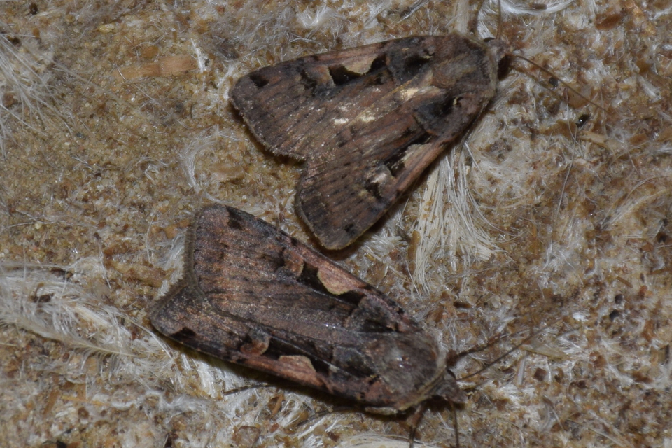 Xestia c-nigrum - c-betűs fűbagoly