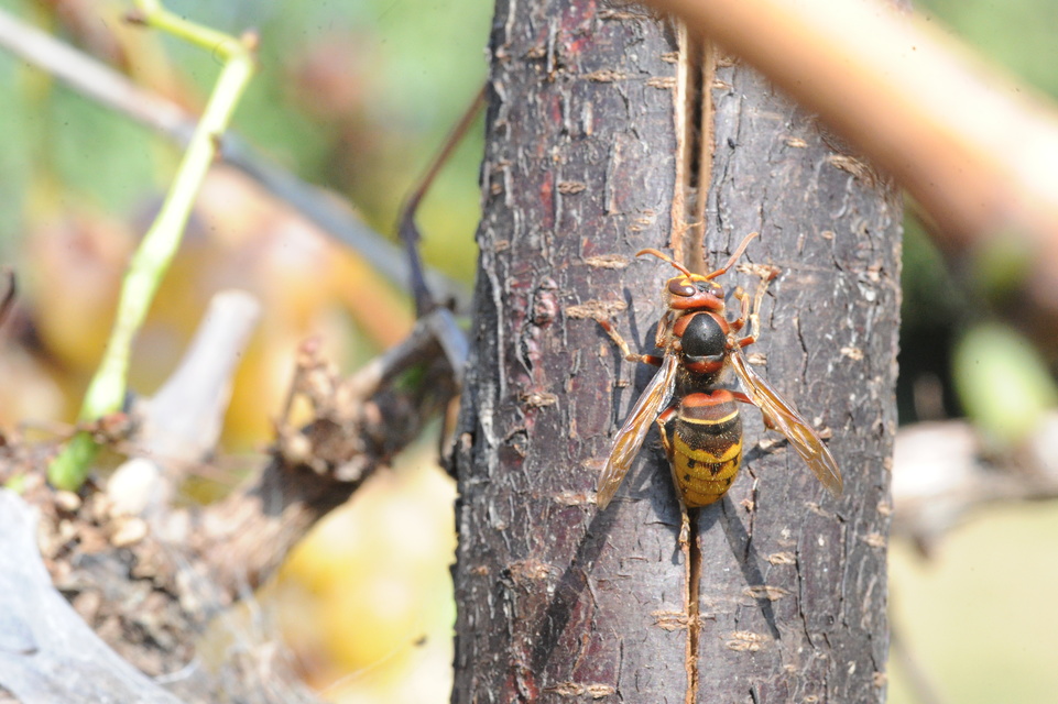 Vespa crabro - lódarázs