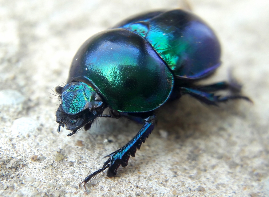Trypocopris vernalis - tavaszi álganéjtúró