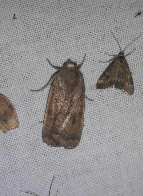 Noctua interjecta - zömök sárgafűbagoly