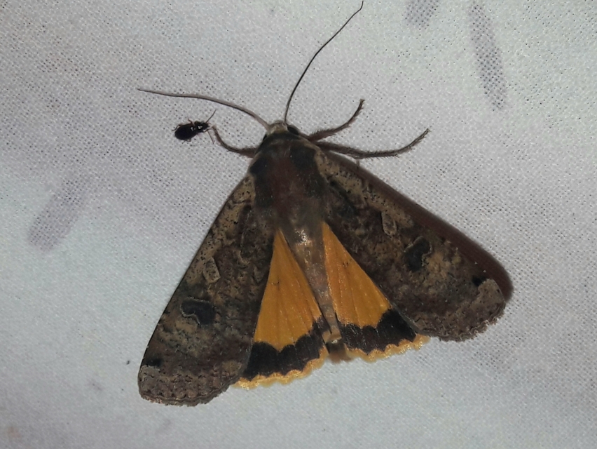 Noctua pronuba - nagy sárgafűbagoly