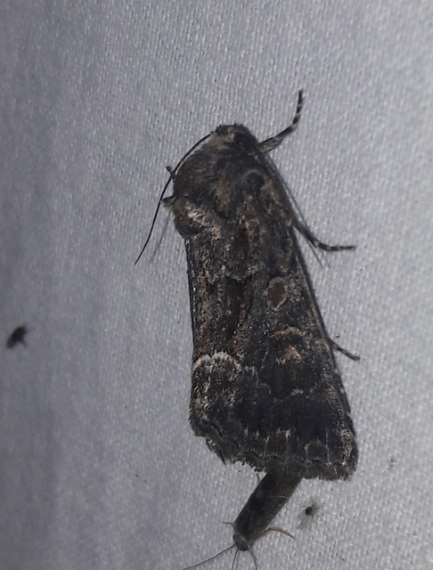 Thalpophila matura - fakó erdeibagoly