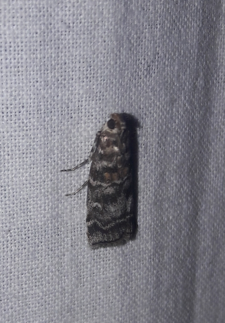 Dioryctria sylvestrella - tobozrágó karcsúmoly