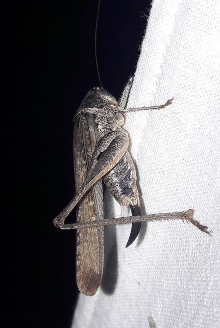 Platycleis grisea - szürke rétiszöcske