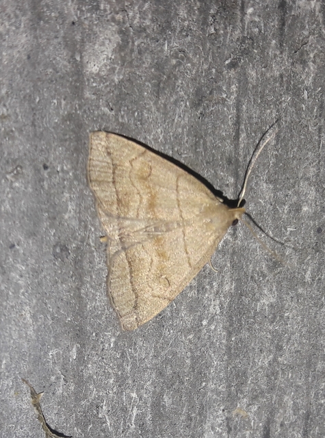 Herminia tarsicrinalis - szőröslábú karcsúbagoly
