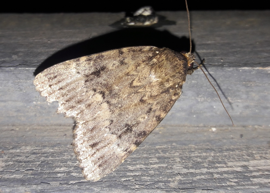 Amphipyra berbera/pyramidea
