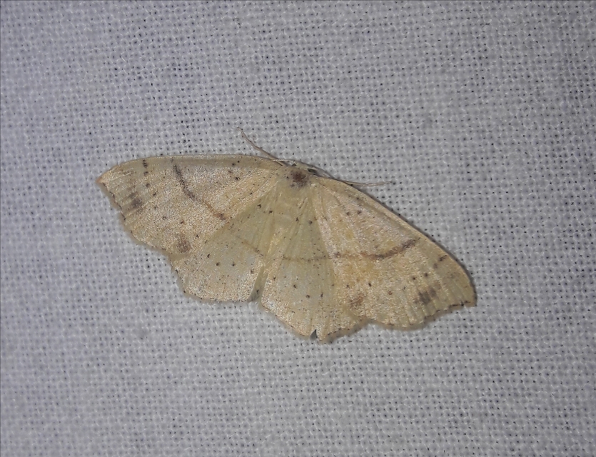 Cyclophora punctaria - sávos pettyesaraszoló