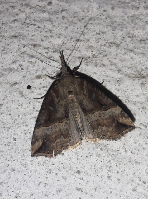 Hypena rostralis - közönséges karcsúbagoly
