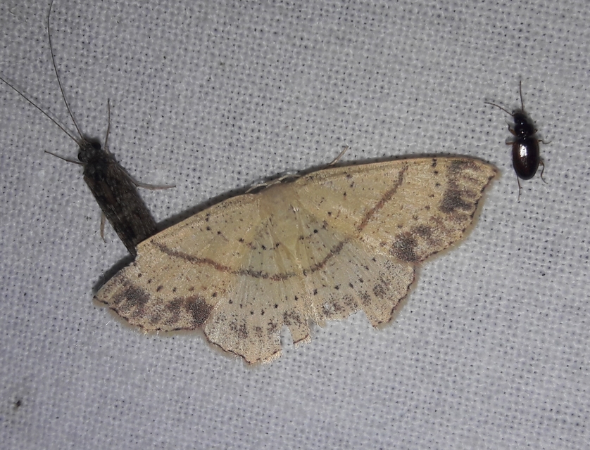 Cyclophora punctaria - sávos pettyesaraszoló