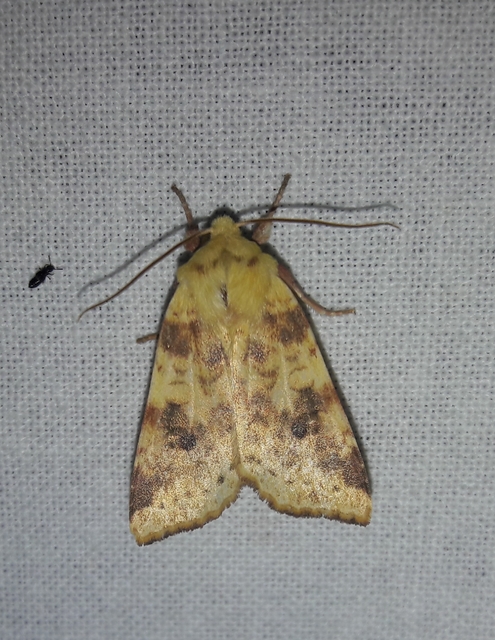 Cirrhia icteritia - nyárfa-sárgabagoly