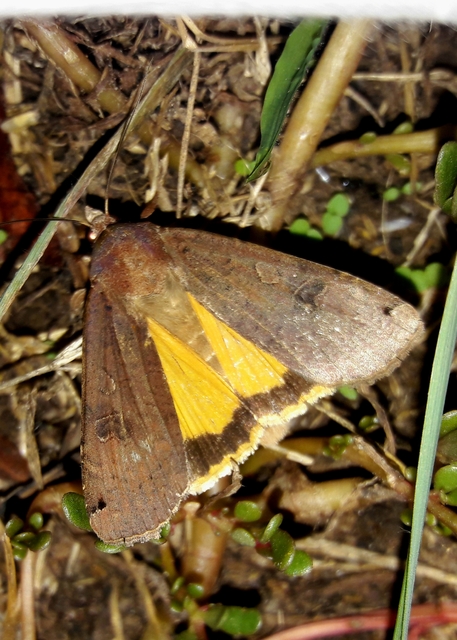 Noctua pronuba - nagy sárgafűbagoly