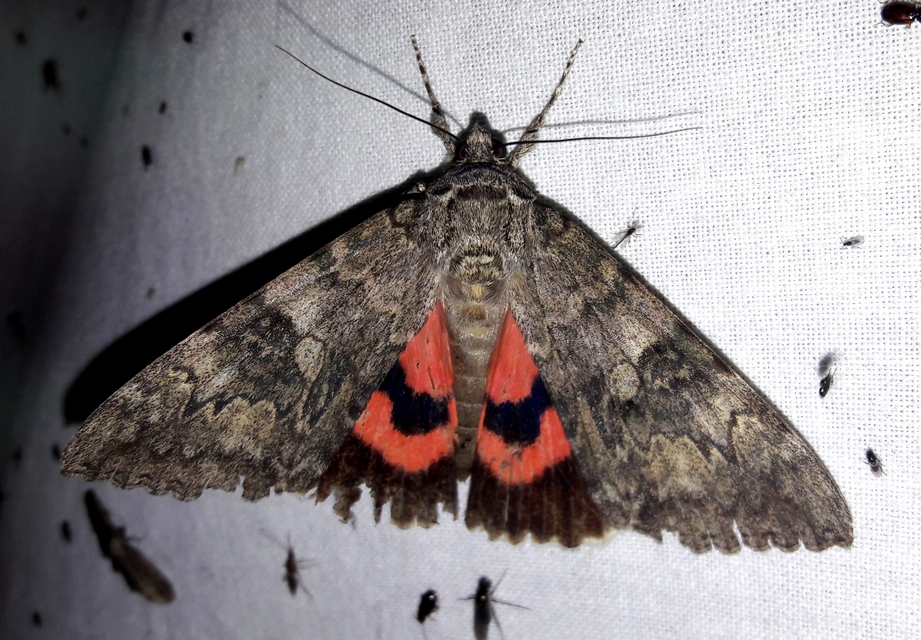 Catocala nupta - piros övesbagoly