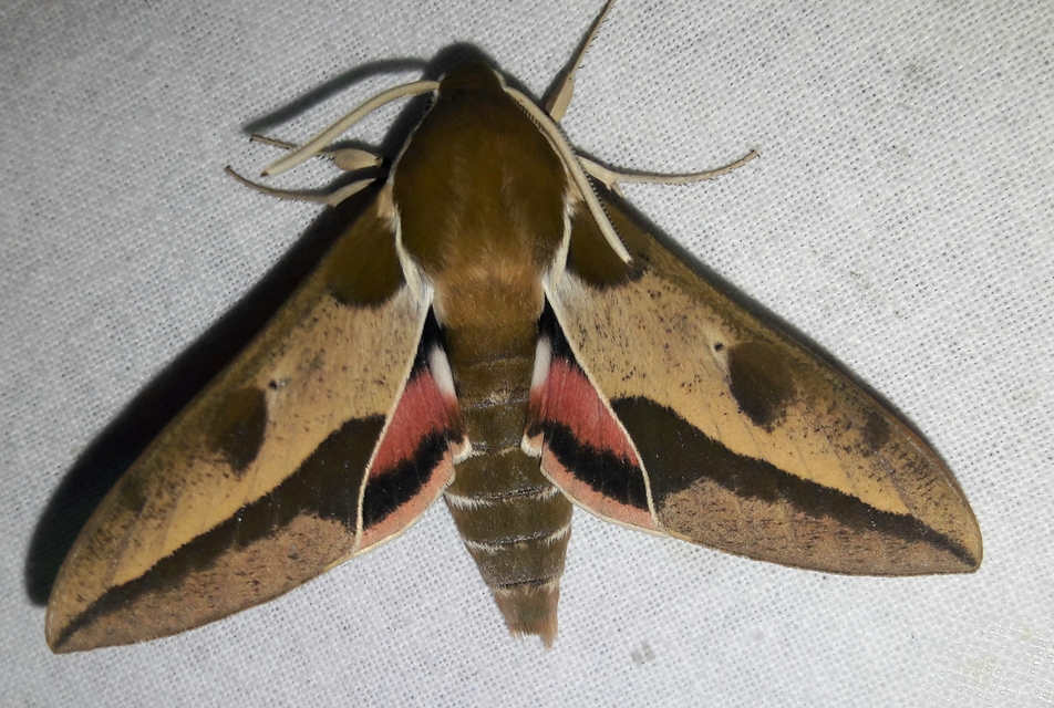 Hyles euphorbiae - kutyatejszender