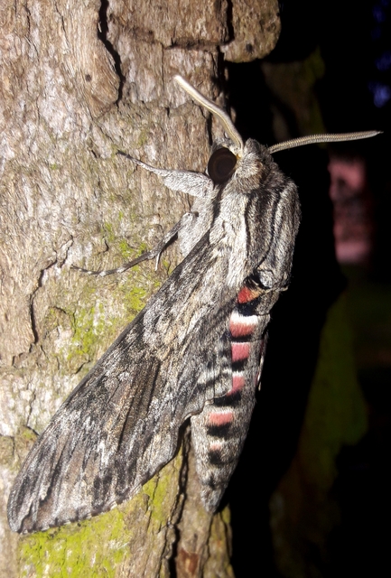 Agrius convolvuli - szulákszender