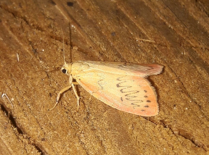 Miltochrista miniata - piros medvelepke