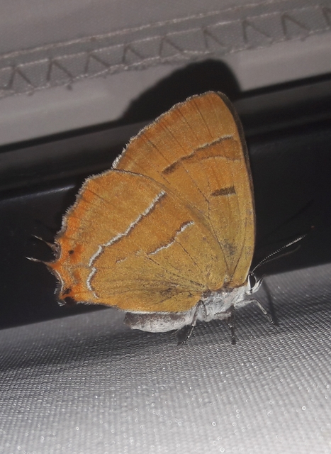 Thecla betulae - nyírfalepke
