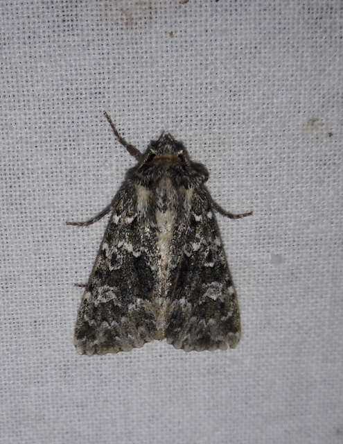Polymixis polymita - kankalin-tarkabagoly