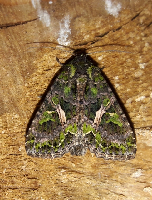 Trachea atriplicis - nyári zöldbagoly