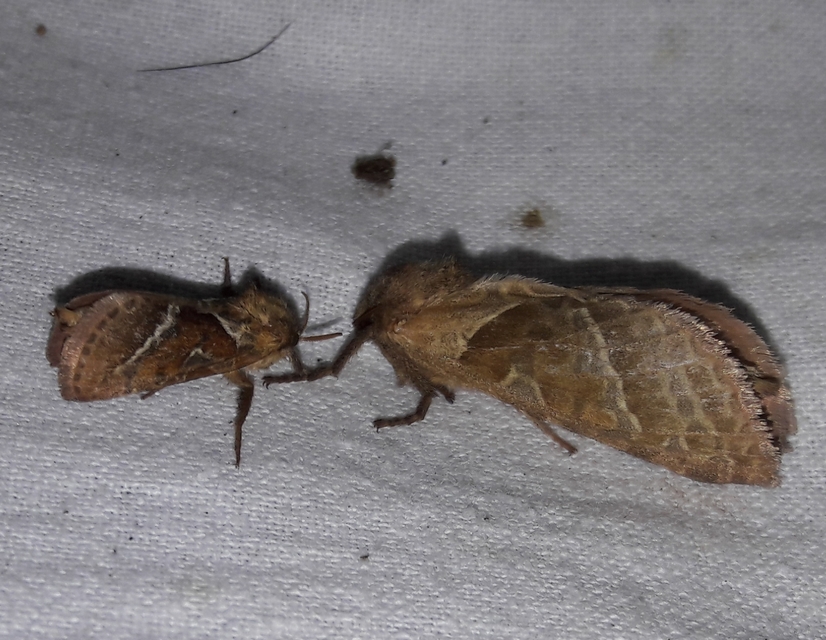 Triodia sylvina - kis gyökérrágólepke