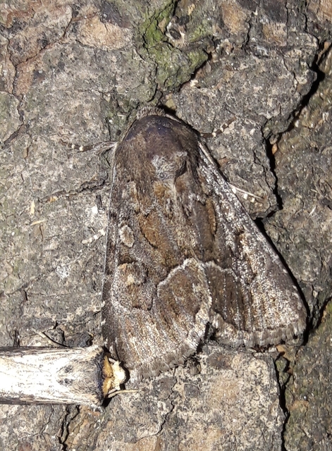 Thalpophila matura - fakó erdeibagoly