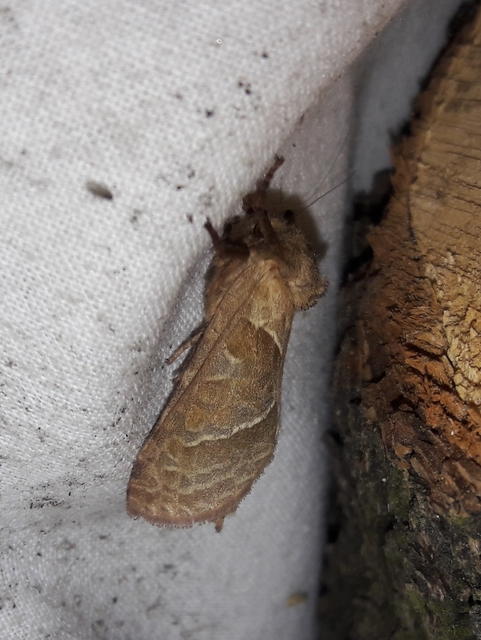 Triodia sylvina - kis gyökérrágólepke