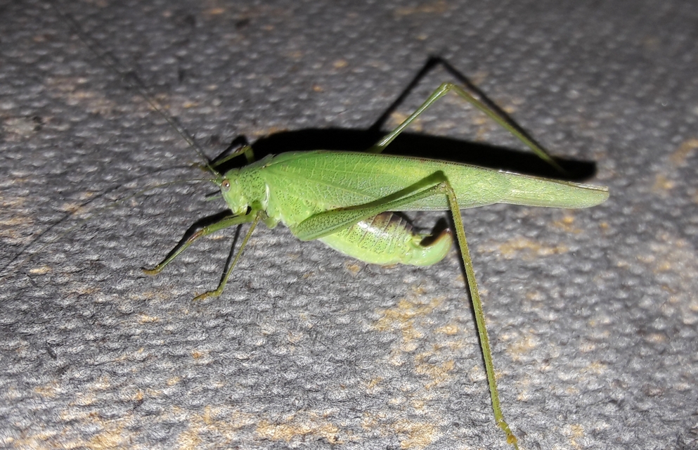 Phaneroptera nana - pontozott repülőszöcske