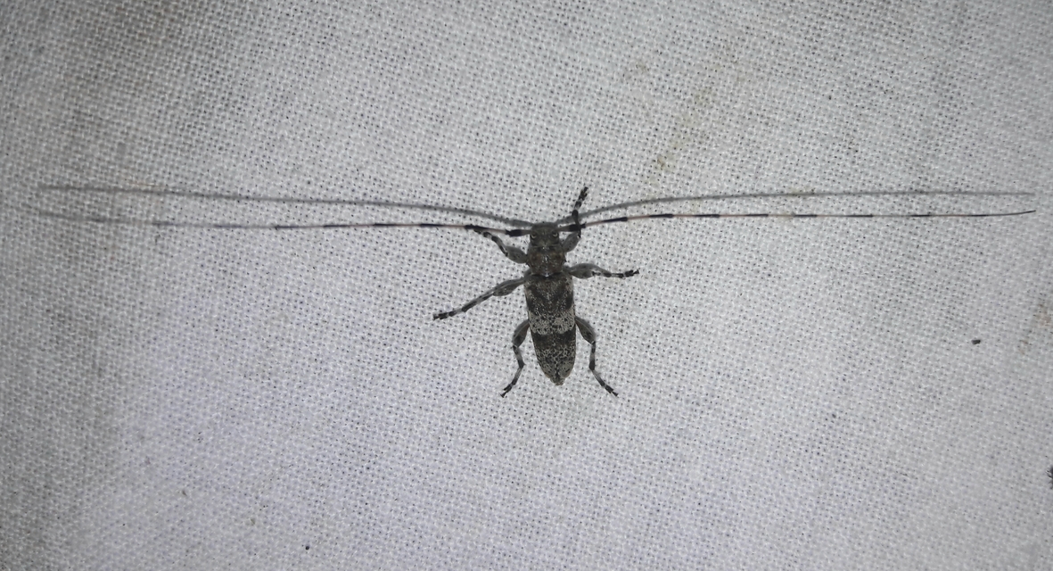 Acanthocinus griseus - szürke daliáscincér