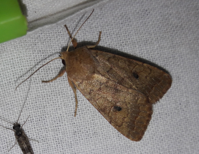 Sunira circellaris - okkersárga őszibagoly