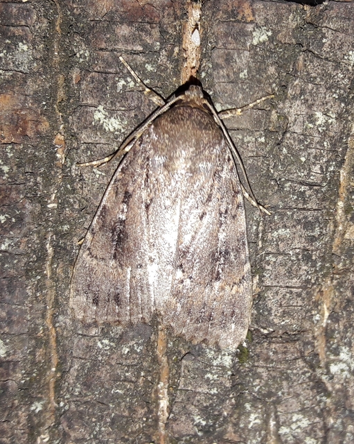 Amphipyra berbera/pyramidea