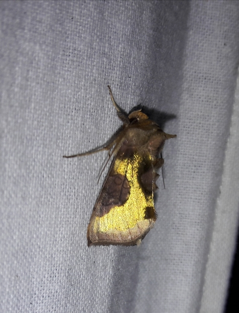 Diachrysia stenochrysis - rejtőző aranybagoly