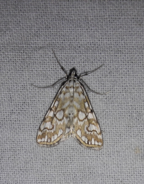 Elophila nymphaeata - tarka vízimoly