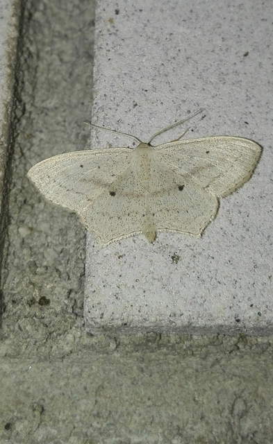 Scopula flaccidaria - alföldi sávosaraszoló