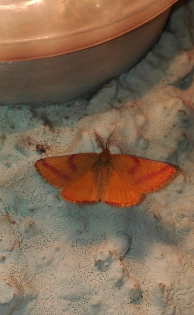 Lythria purpuraria - bíborsávos araszoló